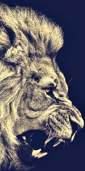 lion, predator, grin Wallpaper 720x1440