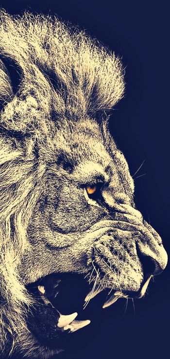 lion, predator, grin Wallpaper 720x1520