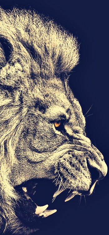 lion, predator, grin Wallpaper 828x1792