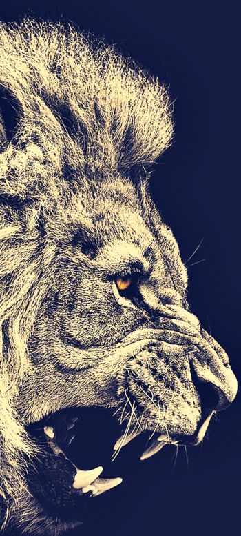 lion, predator, grin Wallpaper 720x1600
