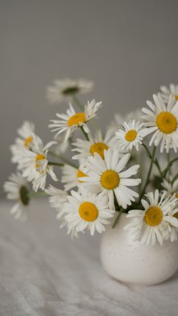 bouquet of daisies Wallpaper 640x1136