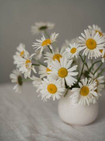 bouquet of daisies Wallpaper 1668x2224