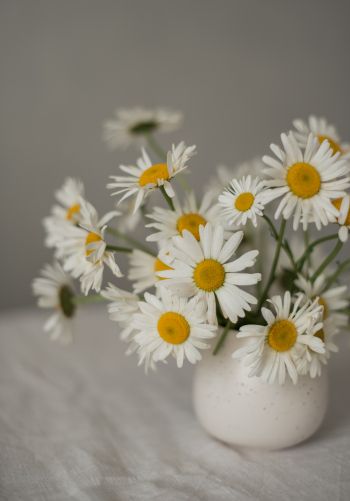 bouquet of daisies Wallpaper 1668x2388