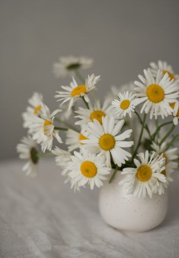 bouquet of daisies Wallpaper 1640x2360