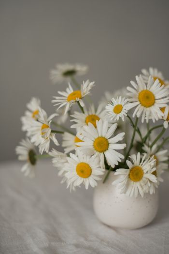 bouquet of daisies Wallpaper 640x960