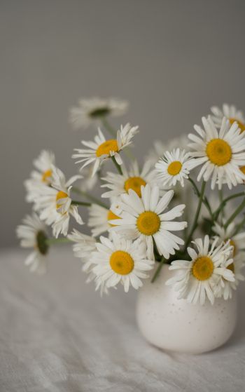 bouquet of daisies Wallpaper 1752x2800