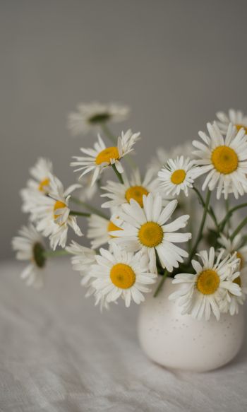 bouquet of daisies Wallpaper 1200x2000