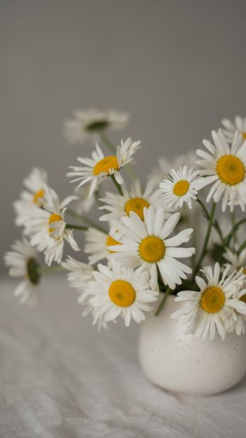 bouquet of daisies Wallpaper 1440x2560