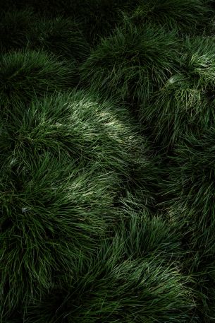 green grass Wallpaper 4000x6000