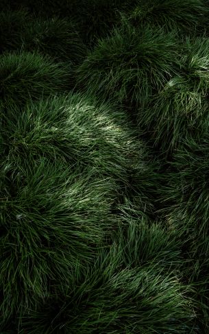 green grass Wallpaper 1752x2800