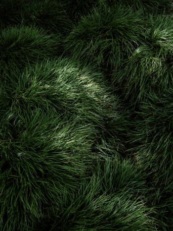 green grass Wallpaper 2048x2732