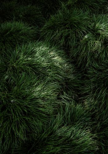 green grass Wallpaper 1668x2388