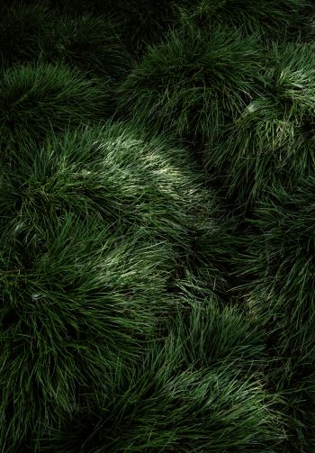 green grass Wallpaper 1640x2360