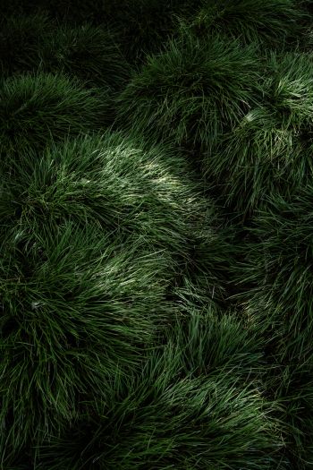 green grass Wallpaper 640x960