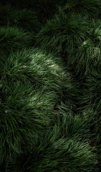 green grass Wallpaper 600x1024
