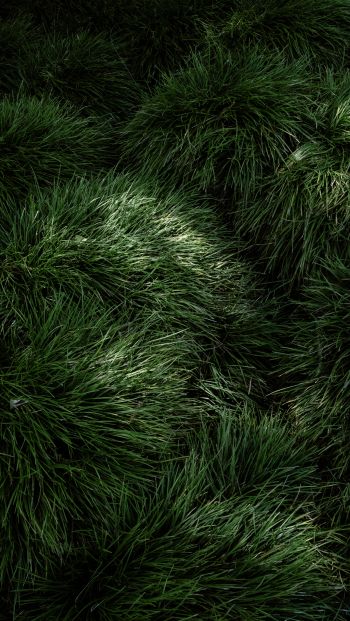 Обои 640x1136 зеленая трава