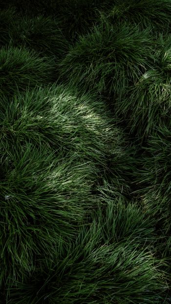 green grass Wallpaper 2160x3840