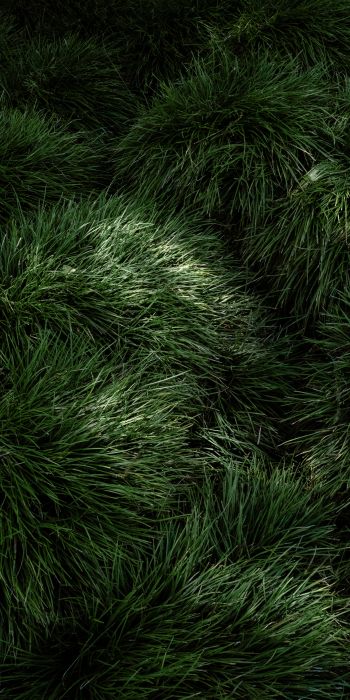 green grass Wallpaper 720x1440