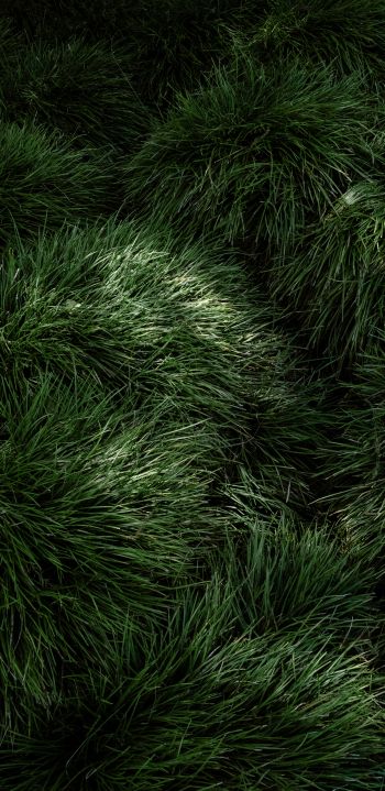 Обои 1080x2220 зеленая трава
