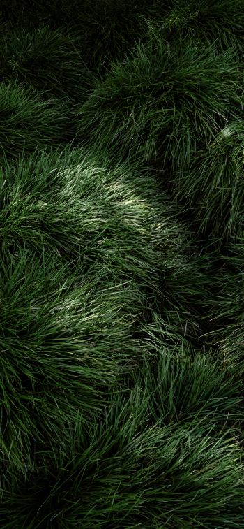 green grass Wallpaper 828x1792