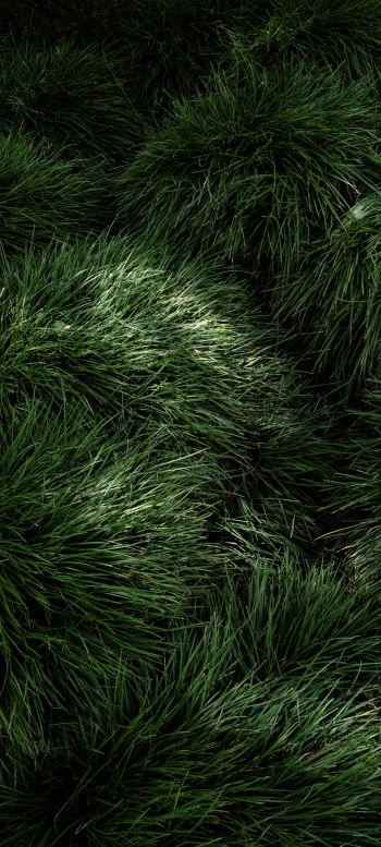 green grass Wallpaper 1080x2400