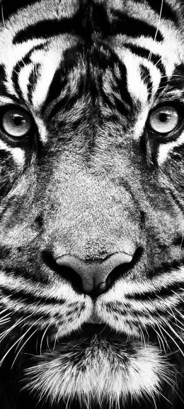 tiger, black and white, predator Wallpaper 720x1600