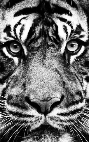 tiger, black and white, predator Wallpaper 800x1280