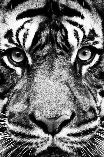 Обои 640x960 тигр, черное и белое, хищник