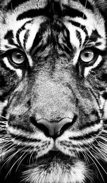 Обои 600x1024 тигр, черное и белое, хищник