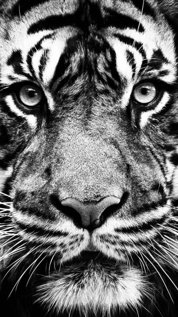 Обои 640x1136 тигр, черное и белое, хищник