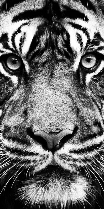 tiger, black and white, predator Wallpaper 720x1440