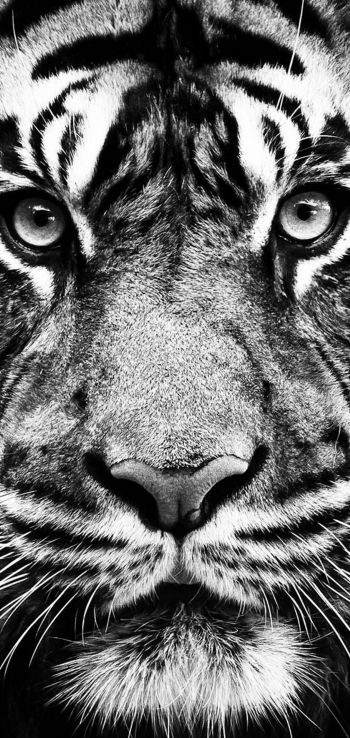 Обои 720x1520 тигр, черное и белое, хищник
