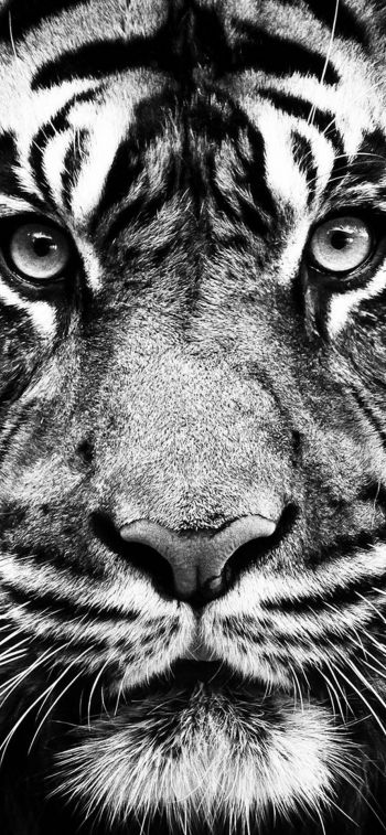 Обои 828x1792 тигр, черное и белое, хищник
