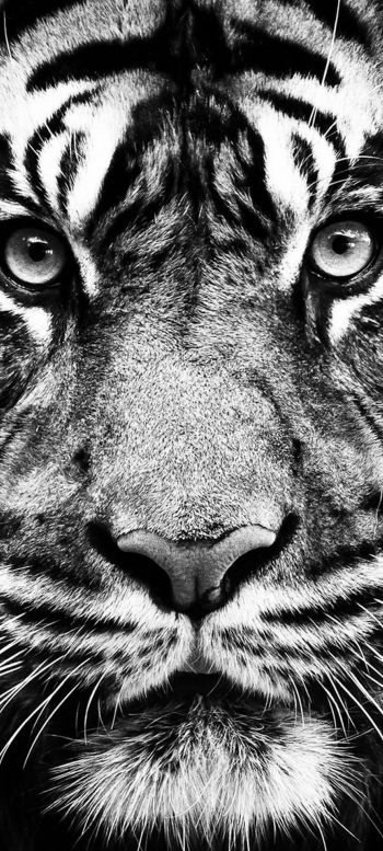 Обои 720x1600 тигр, черное и белое, хищник