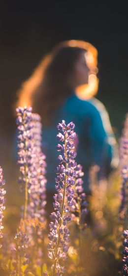 Обои 1242x2688 фиолетовые цветы