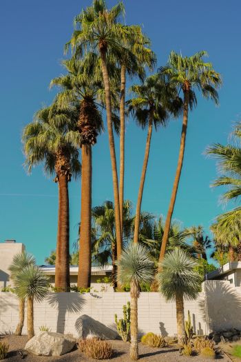 palm springs, California, USA Wallpaper 640x960