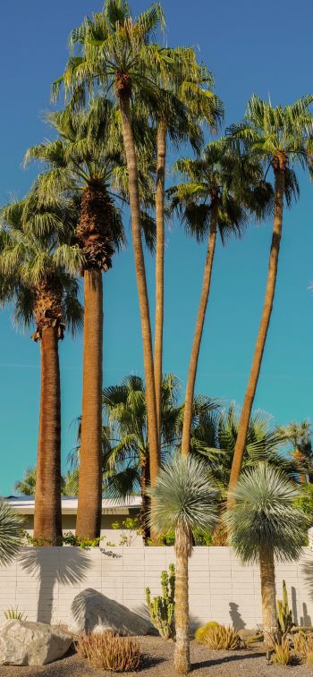 palm springs, California, USA Wallpaper 1125x2436