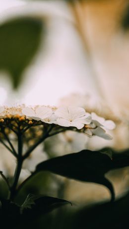 white inflorescence, flowers Wallpaper 640x1136