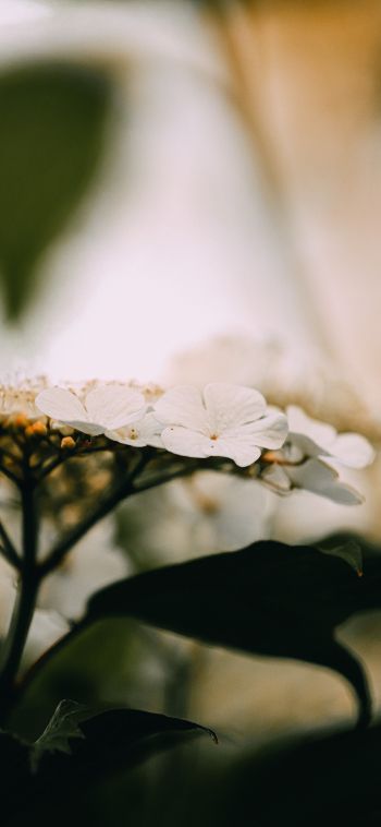 white inflorescence, flowers Wallpaper 1080x2340