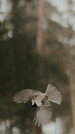 Rocky Mountain National Park, Colorado, USA Wallpaper 640x1136