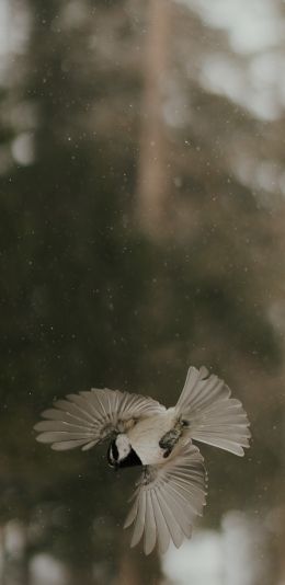 Rocky Mountain National Park, Colorado, USA Wallpaper 1440x2960