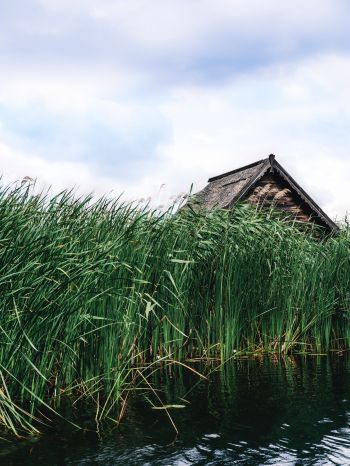 house in the reeds Wallpaper 1668x2224