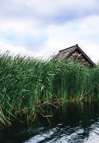 house in the reeds Wallpaper 1668x2388