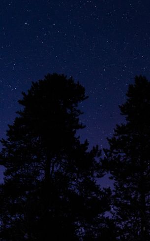 starry sky, night photo Wallpaper 1600x2560