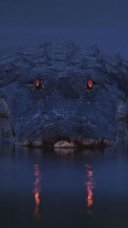 alligator, night, wildlife Wallpaper 640x1136