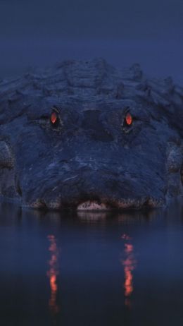 alligator, night, wildlife Wallpaper 750x1334