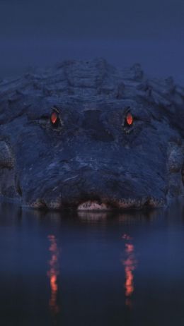 alligator, night, wildlife Wallpaper 720x1280