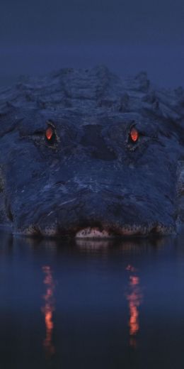 alligator, night, wildlife Wallpaper 720x1440
