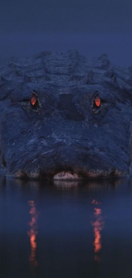 alligator, night, wildlife Wallpaper 720x1520