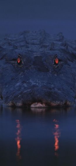 alligator, night, wildlife Wallpaper 828x1792